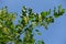 Unclouded blue sky and blossoming branch of linden tree in June