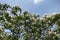 Unclouded blue sky and blossoming quince in May