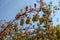 Unclouded blue sky and branch of barberry with unripe fruits in August