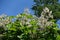 Unclouded blue sky and branches of blossoming catalpa in June