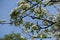 Unclouded blue sky and branches of blossoming pear tree in April