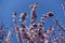 Unclouded blue sky and branches of blossoming purple leaved prunus pissardii