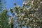 Unclouded blue sky and branches of blossoming quince in April