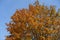 Unclouded blue sky and branches of maple with autumnal foliage