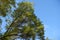 Unclouded blue sky and branches of Sophora japonica with autumnal foliage