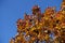 Unclouded blue sky and branches of Sorbus aria with fruits in October