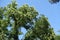 Unclouded sky and blossoming branches of Sophora japonica in July