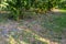 Uncollected plums lying under a tree, damaged crop of purple plums in western Germany.