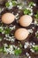 Uncolored natural easter eggs, happy easter concept with spring flowers, retro easter background