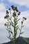 Uncommon plant Cirsium eriophorum in the mountain. Known as Woolly Thistle.