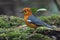 Uncommon resident bird Orange-headed thrush in Sabah, Borneo