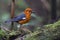 Uncommon resident bird Orange-headed thrush in Sabah, Borneo