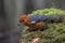 Uncommon resident bird Orange-headed thrush in Sabah, Borneo