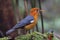 Uncommon resident bird Orange-headed thrush in Sabah, Borneo
