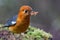 Uncommon resident bird Orange-headed thrush in Sabah, Borneo