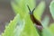 Uncommon wonderful and funny closeup of a Portuguese slug on a leaf