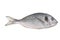 Uncooked fish (sparus auratus)