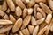 Uncooked raw brown spelt wheat. Food background.