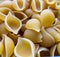 Uncooked shell pasta