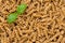 Uncooked wholemeal pasta isolated white background.