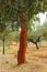 Uncorking the cork oak, Andalusia, Spain