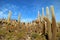 Uncountable Giant Cactus Plants against Sunny Blue Sky, Isla del PescadoIsla Incahuasi, an Isolated Rocky Outcrop in Uyuni