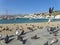 Uncountable pigeons at the beachfront of Mykonos Town, Mykonos island