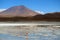 Uncountable Pink Flamingo at Laguna Hedionda, The Saline Lake in Andean Altiplano, Potosi, Bolivia, South America