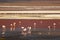 Uncountable Pink Flamingos at Laguna Colorada or the Red Lagoon on the Bolivian Altiplano, Potosi, Bolivia, South America