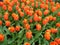 Uncountable Vibrant Orange Color Tulips Blooming in the Gardens