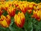 Uncountable vibrant yellow and red two-tone blooming Tulip flowers