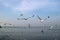 Uncountable Wild Seagulls Flying over the Sea of Bang Pu Beach, Thailand