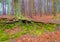 Uncovered tree roots in a nature reserve