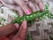 Uncovering the green pea with woman hands selective focused