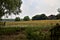 Uncultivated field covered by poppies in the countryside in summer