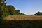 Uncultivated field with poppies bordered by trees in the italian countryside in summer at sunset