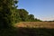 Uncultivated field with poppies bordered by trees in the italian countryside in summer at sunset