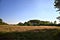 Uncultivated field with poppies bordered by trees in the italian countryside in summer at sunset