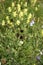 Uncultivated flowers in an alpine pastures