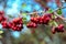 Uncultivated hawthorn red berries