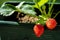 Uncultivated home bred fresh strawberries in the pot on the branches close up view in summer sun light