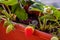 Uncultivated home bred fresh strawberries in the pot on the branches close up view in summer sun light