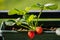 Uncultivated home bred fresh strawberries in the pot on the branches close up view in summer sun light