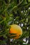 Uncultivated oranges on the tree branch close up view