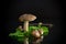 Uncultivated organic forest mushrooms on black background