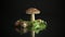 Uncultivated organic forest mushrooms on black background