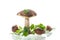 Uncultivated organic forest mushrooms on white background