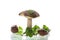 Uncultivated organic forest mushrooms on white background