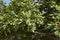 Uncultivated shrub of Pistacia lentiscus in Ibiza island