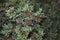 Uncultivated shrub of Pistacia lentiscus in Ibiza island
